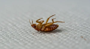 Image of a dead bed bug after a successful heat treatment