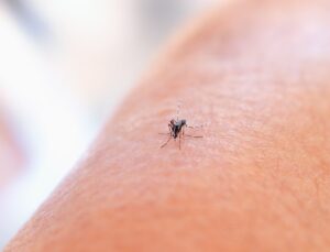 Bed Bug Bites vs. Mosquito Bites: How to Tell Fast