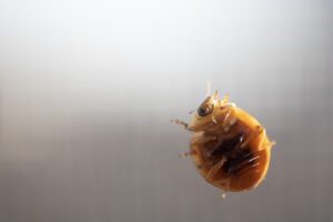 How to Inspect for Bed Bugs Without Spreading Them