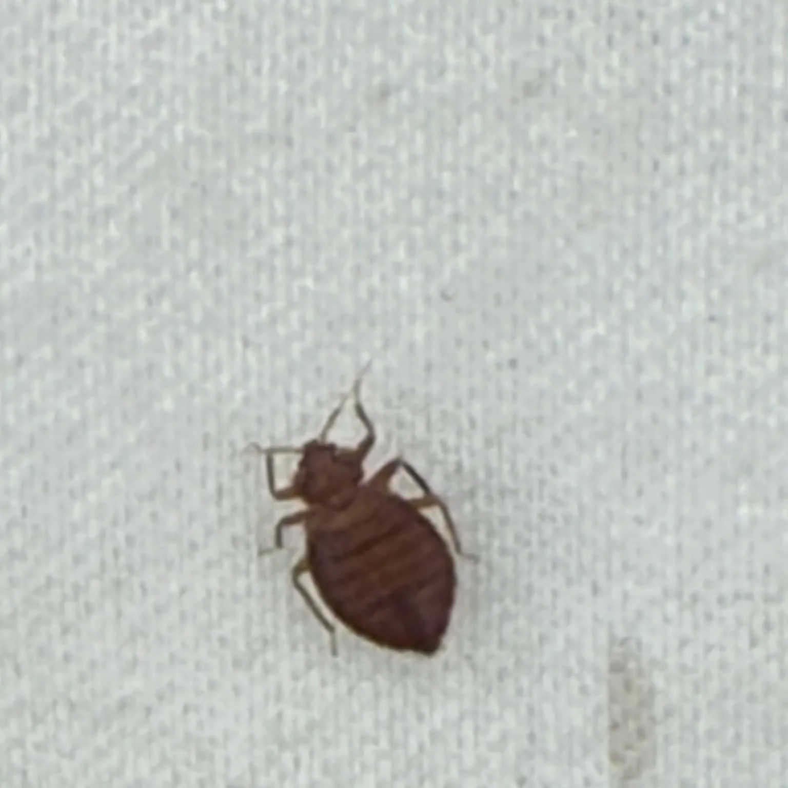 Close-up of an adult bed bug on fabric