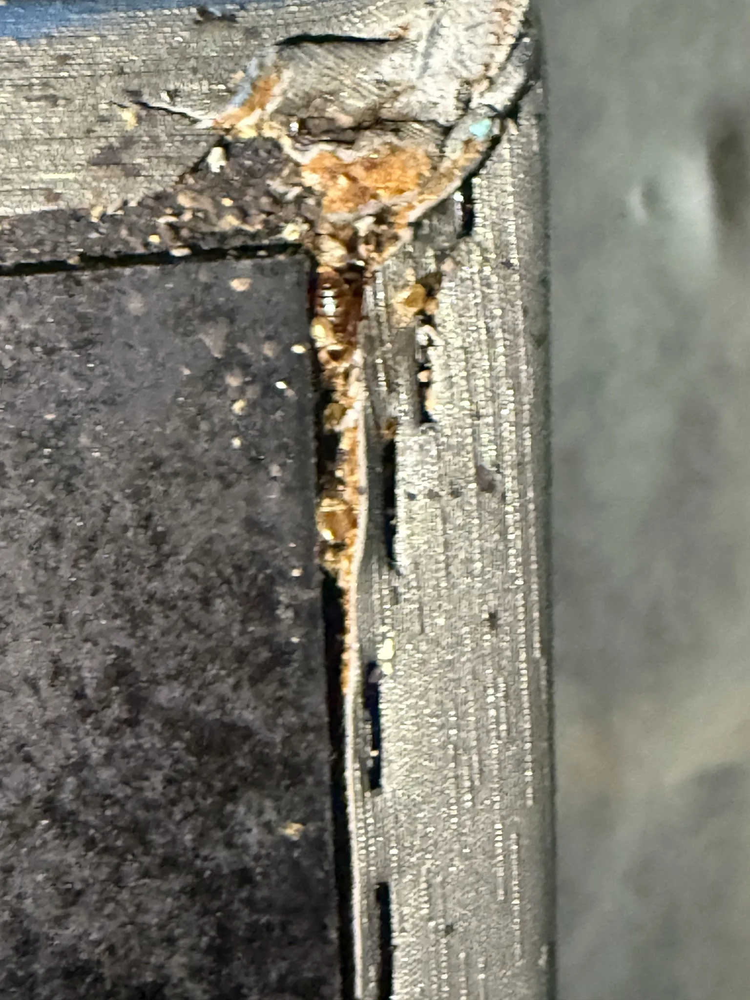 Bed bug evidence at a bed frame joint