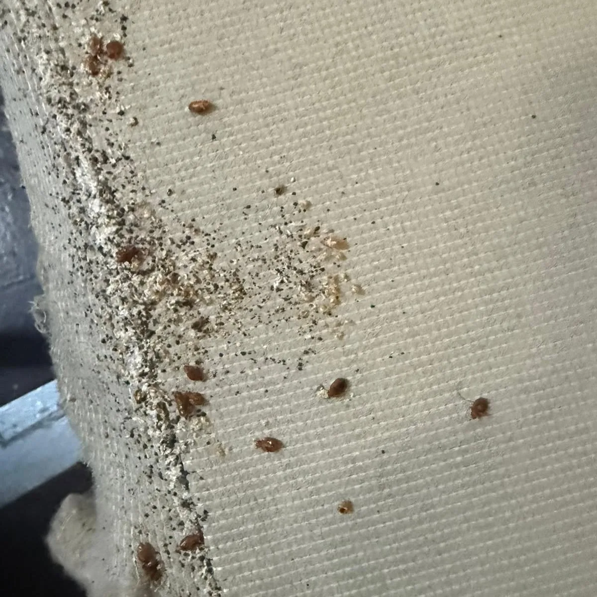 Bed bug stains, eggs and shed skins along a mattress seam