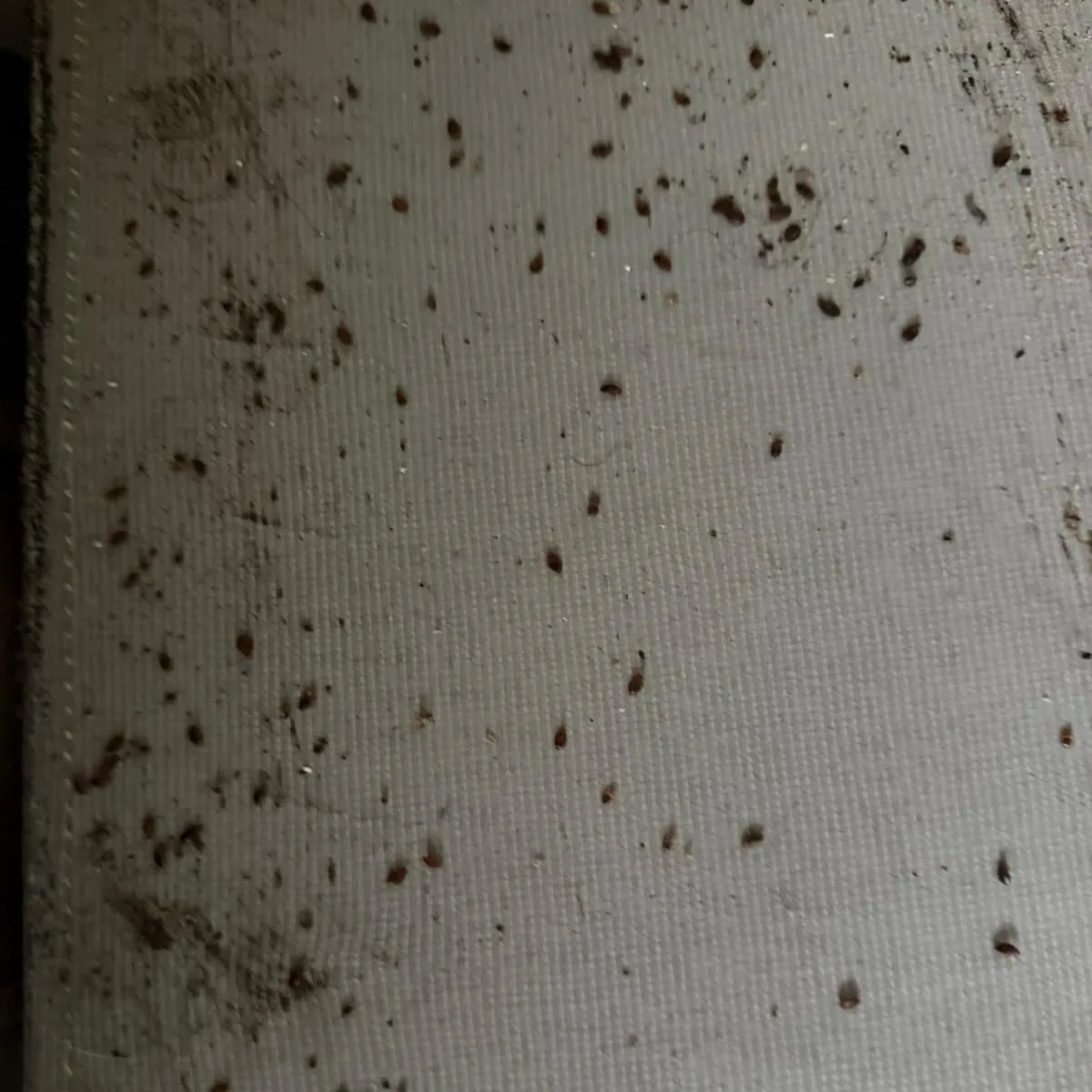 Bed bug fecal spots and debris on fabric