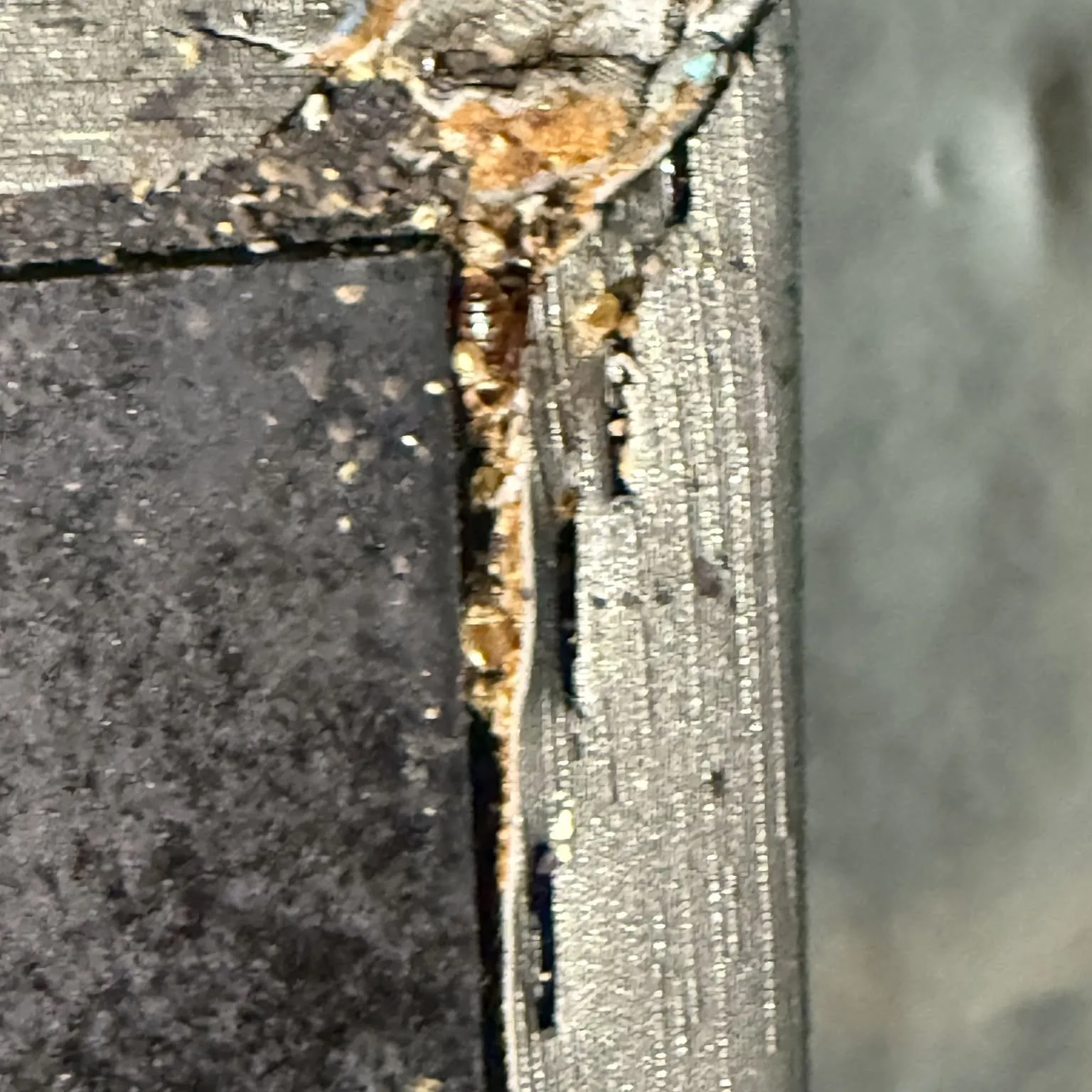 Bed bug harborage evidence in a crevice