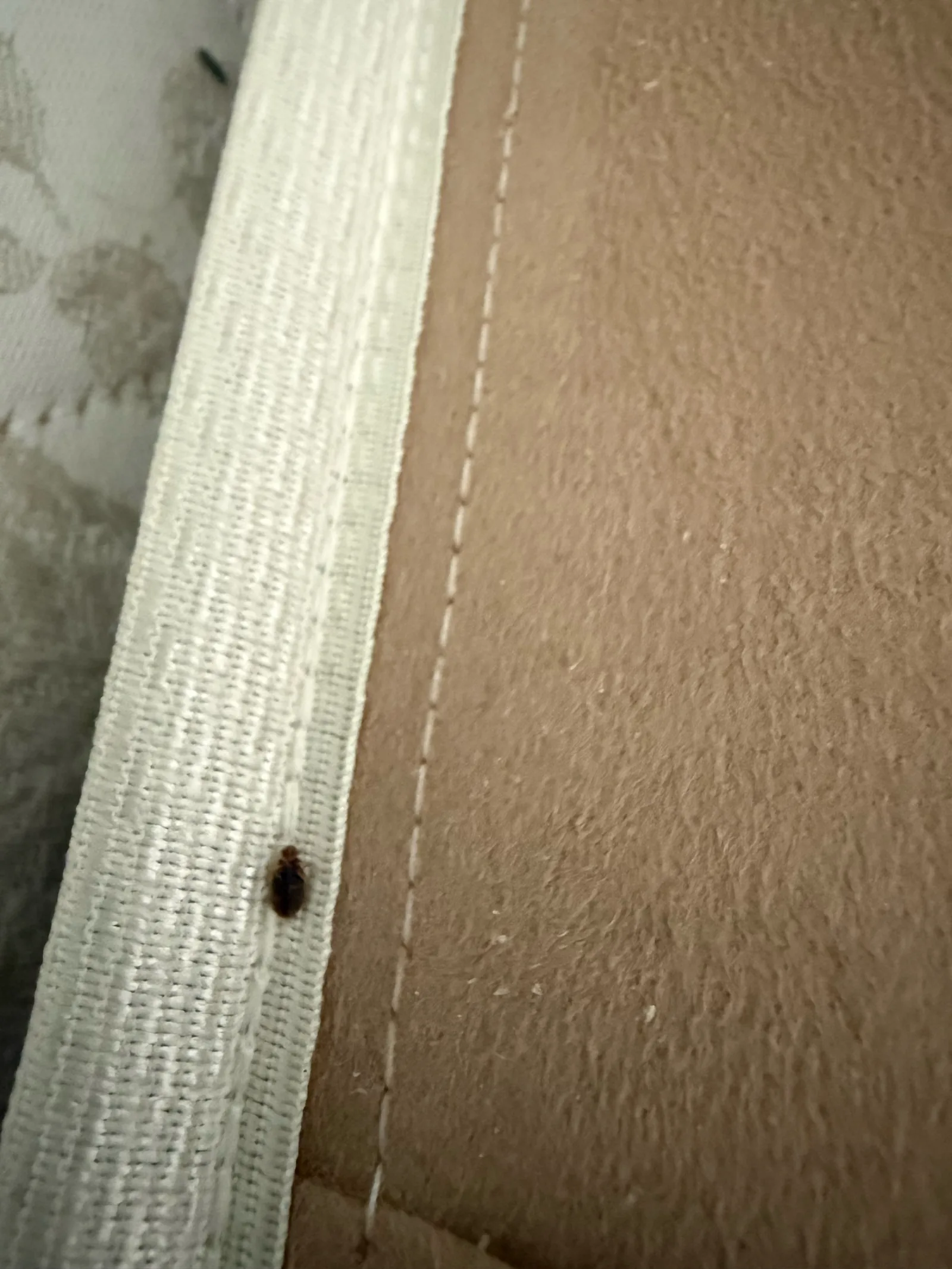 Bed bug on the edge of a mattress seam