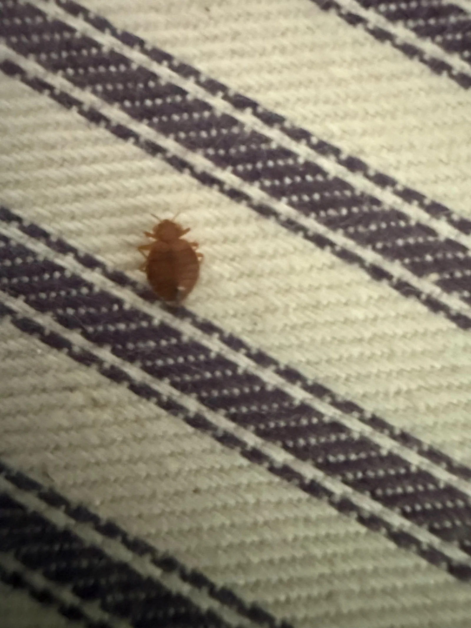 Bed bug crawling on striped fabric