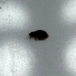Bed bug on a white bed sheet