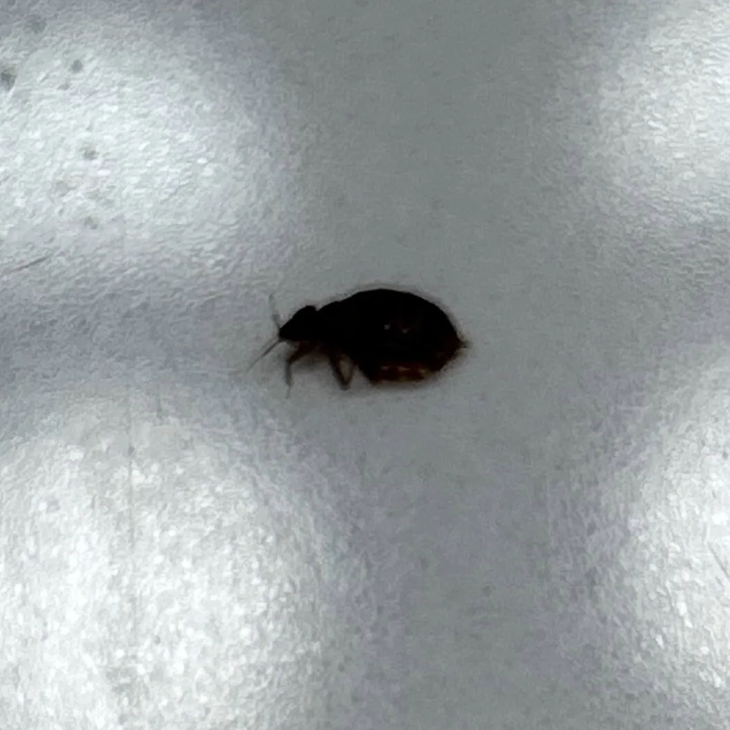 Bed bug on a white bed sheet