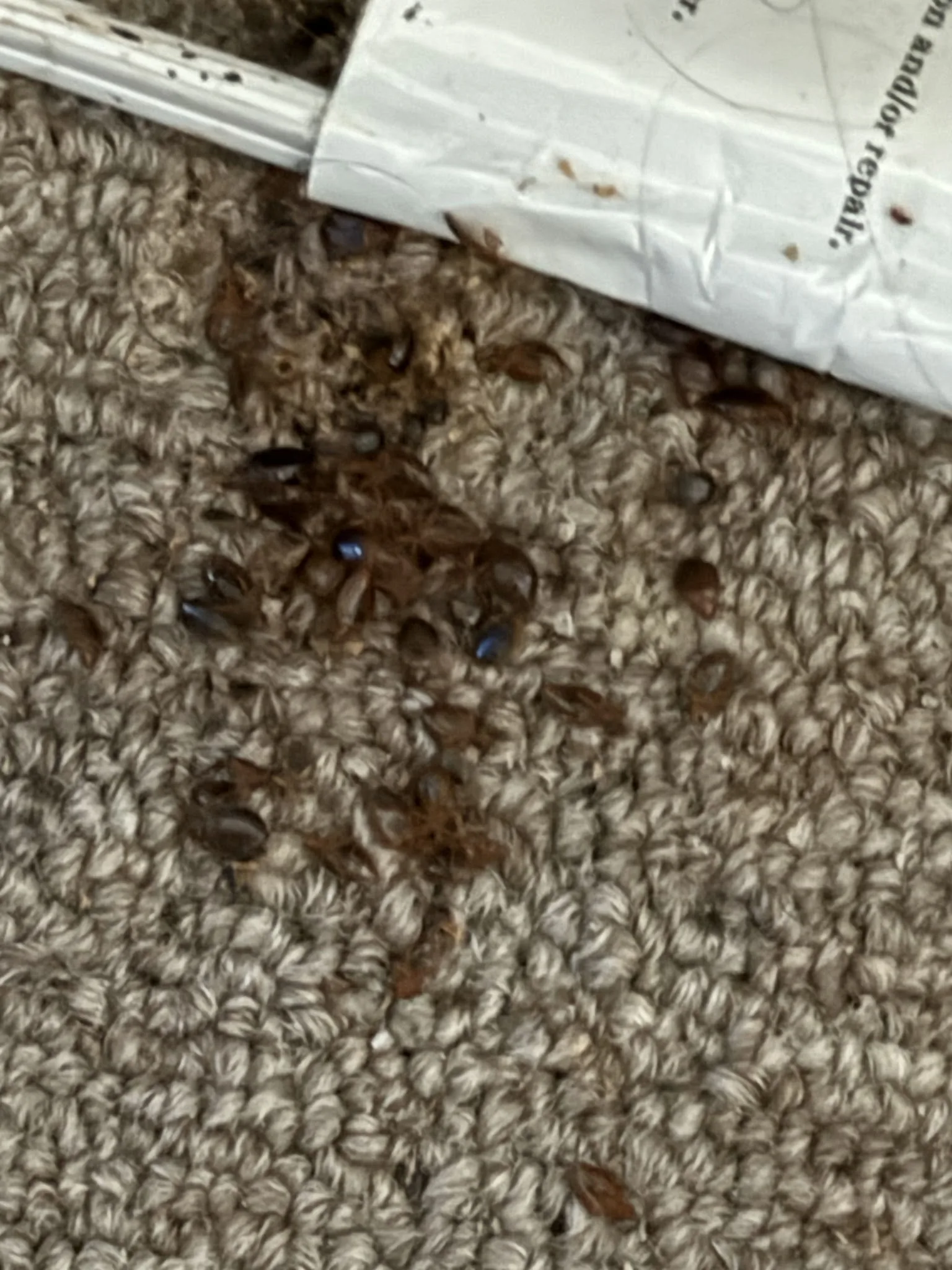 Bed bug debris and fecal spots in carpet