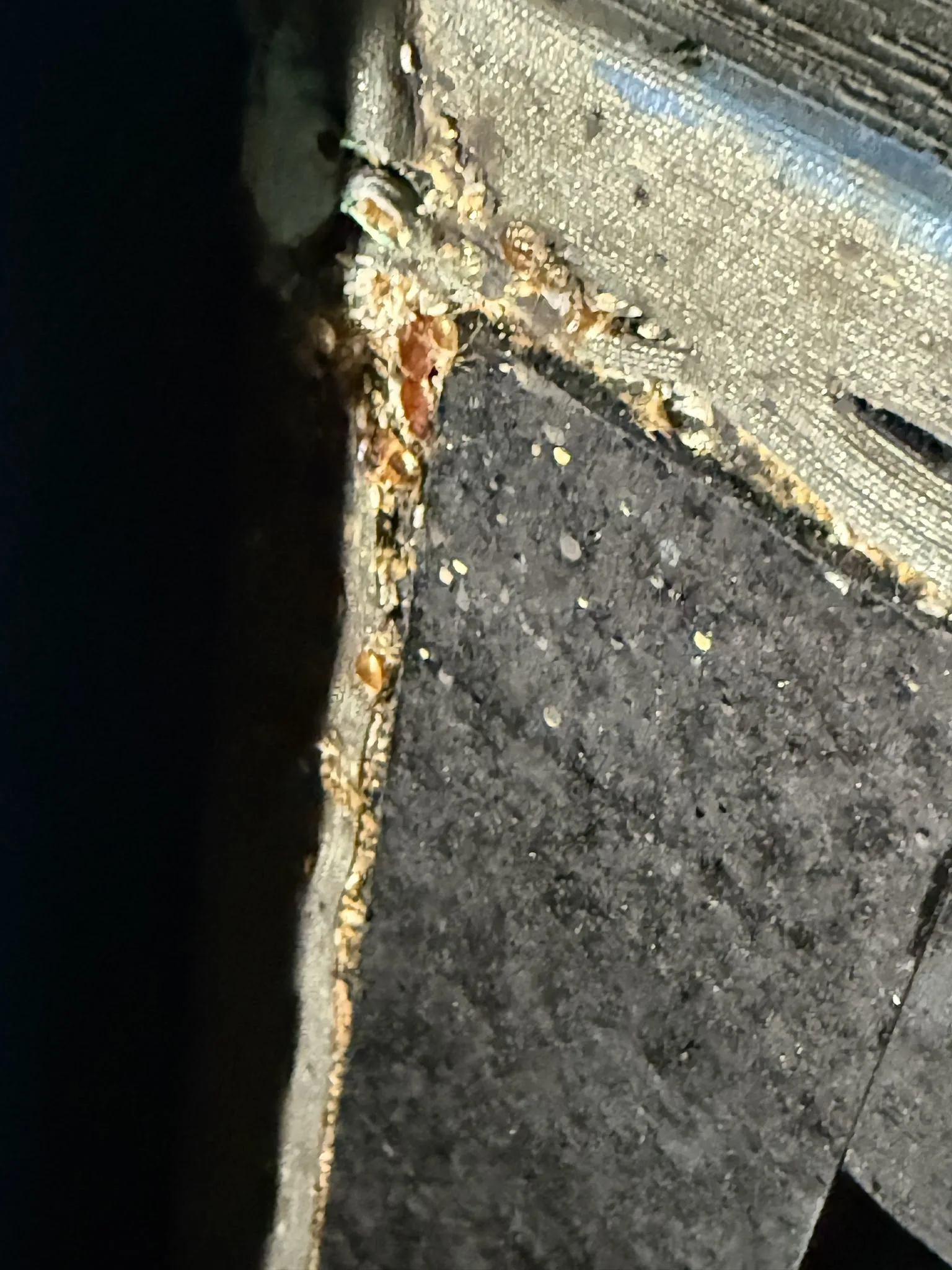 Bed bug stains along a furniture crevice
